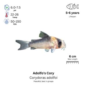 Adolfo's Cory