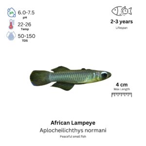 African Lampeye