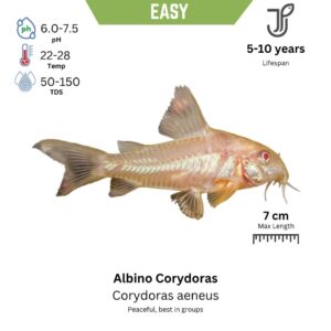 Albino Corydoras