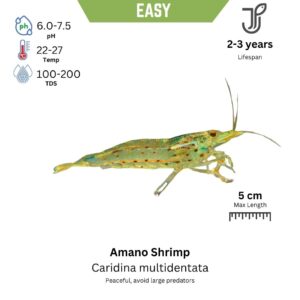 Amano Shrimp