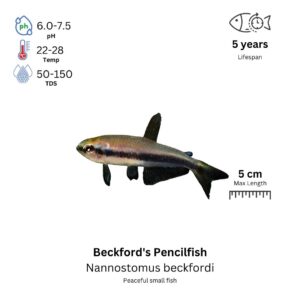 Beckford's Pencilfish