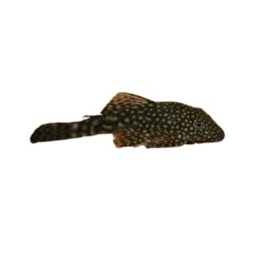 Black Bristlenose Pleco