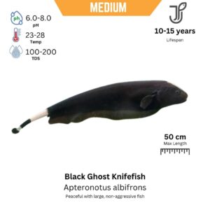 Black Ghost Knifefish