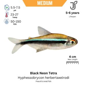 Black Neon Tetra