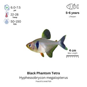 Black Phantom Tetra