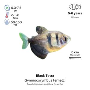 Black Tetra