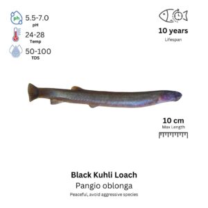 Black kuhli loach