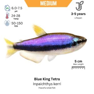 Blue King Tetra