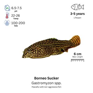 Borneo Sucker