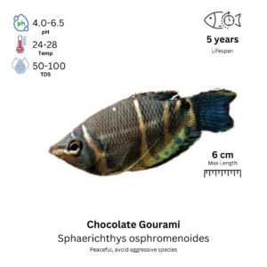 Chocolate Gourami