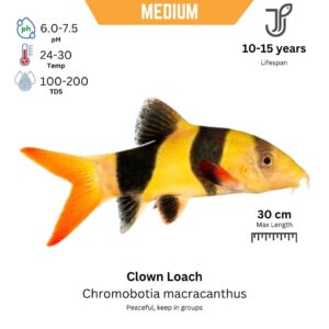 Clown Loach