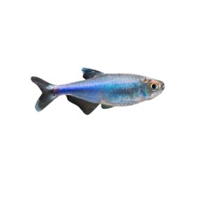 Cochu's Blue Tetra