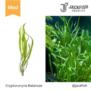 Cryptocoryne Balansae