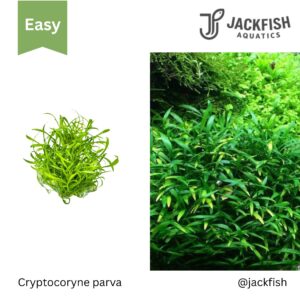 Cryptocoryne parva