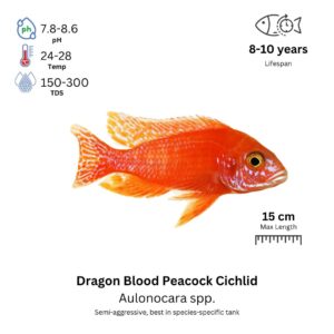 Dragon Blood Peacock Cichlid