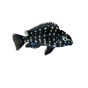 Duboisi Cichlid