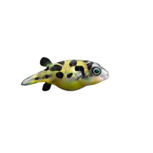 Dwarf Puffer