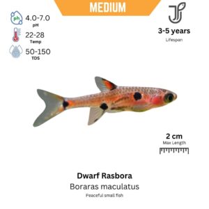 Dwarf Rasbora