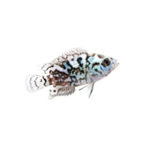 Electric Blue Jack Dempsey