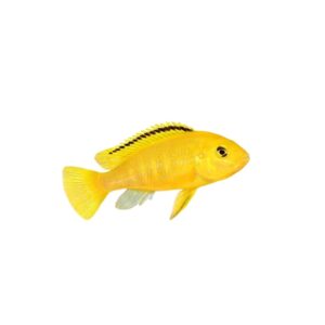 Electric Yellow Cichlid