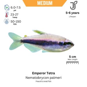 Emperor Tetra