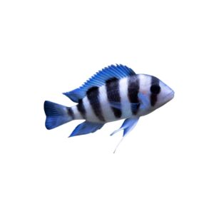 Frontosa Cichlid