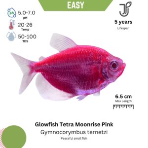 Glowfish Tetra Moonrise Pink