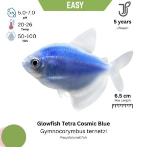 Glowfish Tetra Sun Cosmic Blue