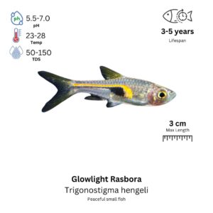 Glowlight Rasbora