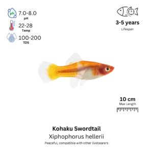 Kohaku Swordtail