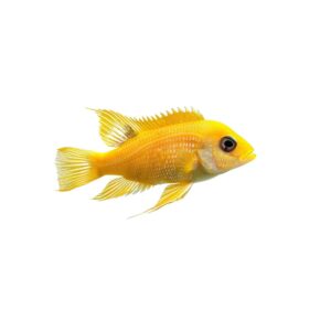 Lemon Cichlid