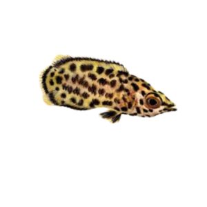 Leopard Bushfish