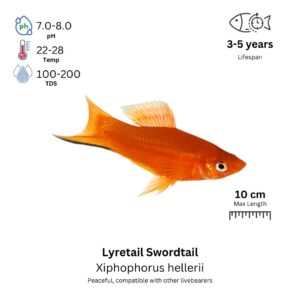 Lyretail Swordtail