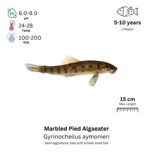 Marbled Pied Algaeater