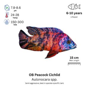 OB Peacock Cichlid