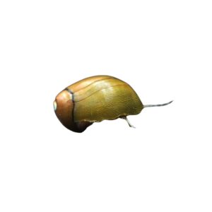 Olive Nerite Snail