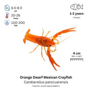 Orange Dwarf Mexican Crayfish