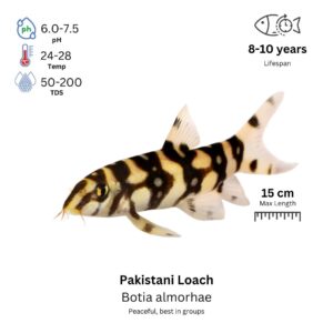 Pakistani Loach