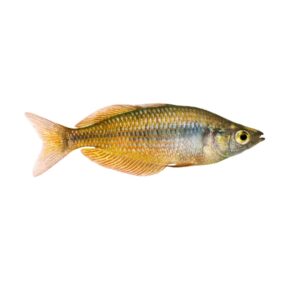 Rainbowfish