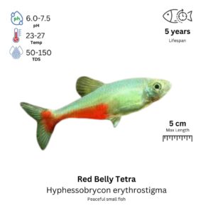 Red Belly Tetra