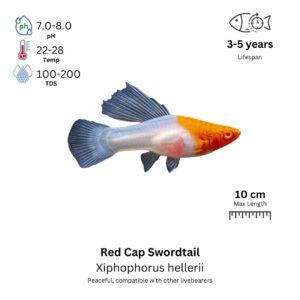 Red Cap Swordtail