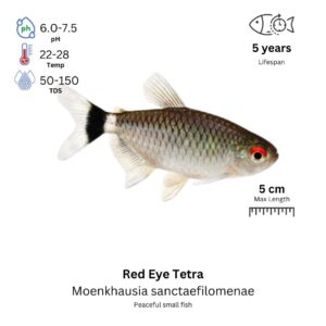 Red Eye Tetra
