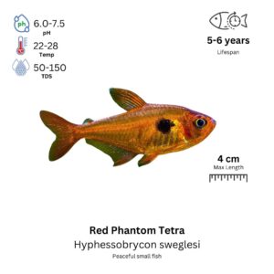 Red Phantom Tetra