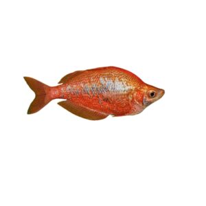 Red Rainbowfish