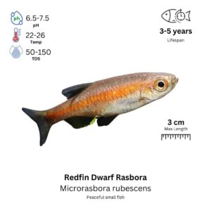 Redfin Dwarf Rasbora