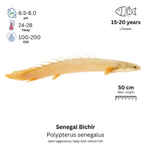 Senegal Bichir