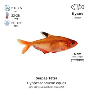 Serpae Tetra