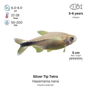 Silver Tip Tetra