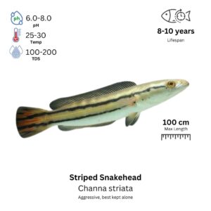 Striped Snakehead