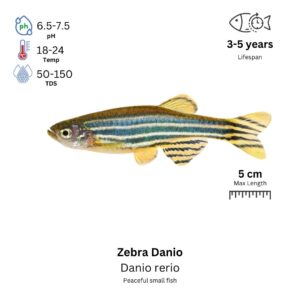 Zebra Danio
